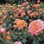 奈良「大和ばら園」400種、3,000株のバラが無料で観賞できる！